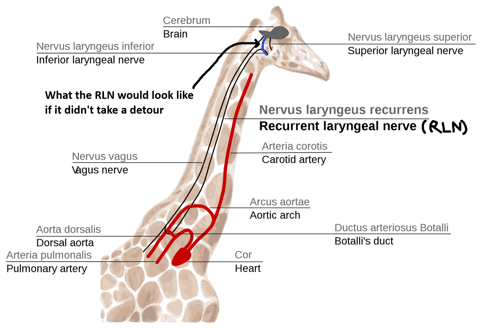 an image showing the recurrent laryngeal nerve of a giraffe